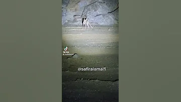 صوت الثعلب الحصني 