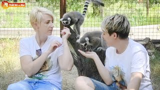 Новые видеооператоры Тайгана - лемуры Рикки и Тикки. Lemurs - videographers. Taigan.