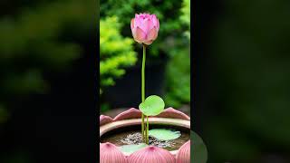 Download Lagu bunga teratai sedang mekar MP3