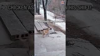 Brave Pup Defends Chickens From Attack