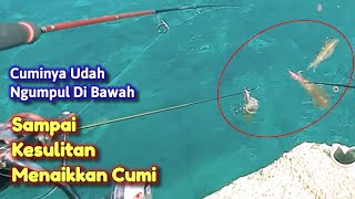 Mancing cumi di dermaga siang hari || bersama tim angler cumi gorontalo