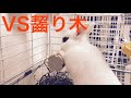 【こんなの初めて】初対面の齧り木に興奮が隠せないウサギ