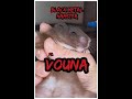 Black Metal Hamster: Deep Hovel Cleaning