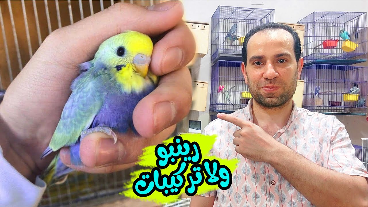 الفرق بين الرينبو 🌈 وتركيبات الرينبو