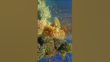 قَالَ رَبِّ اشْرَحْ لِي صَدْرِي وَيَسِّرْ لِي أَمْرِي وَاحْلُلْ عُقْدَةً  سورة طه #الجزائر #اكسبلور