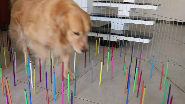 Obstacle Challenge CAT vs DOG