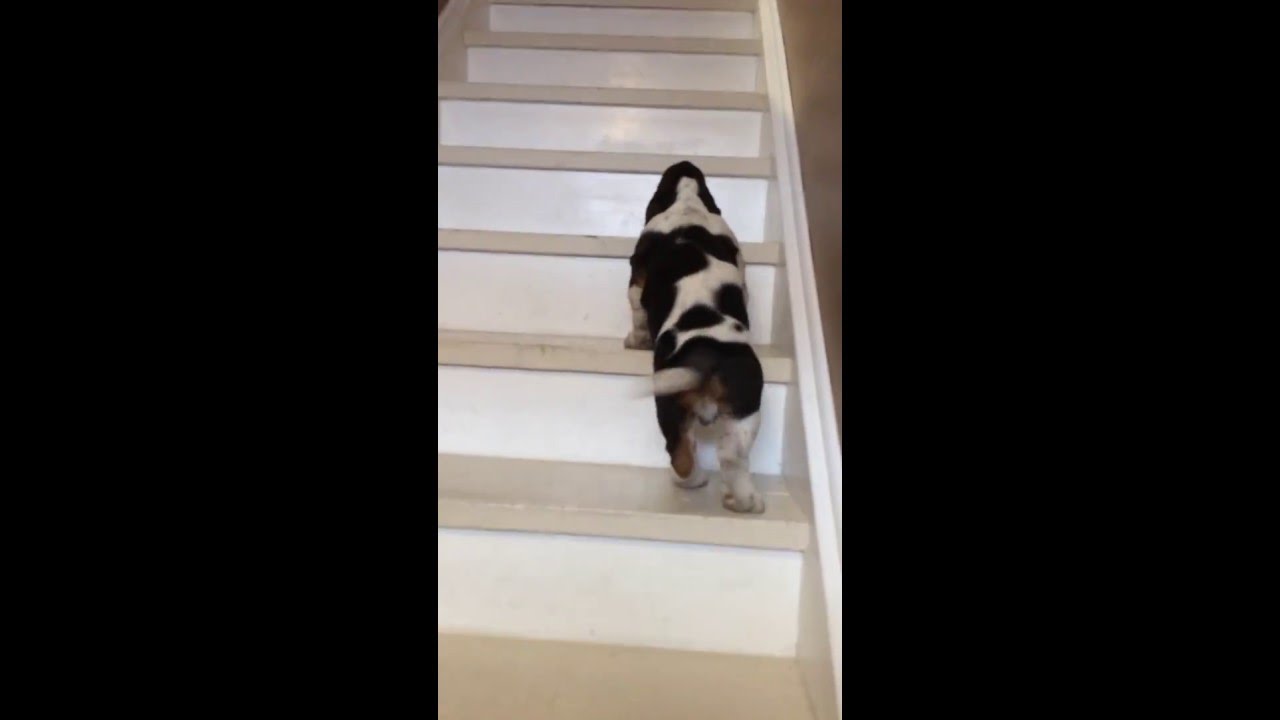 basset hound puppy climbs stairs for 