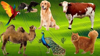 Cute Animal Sounds Around Us - Peacock, Cow, Panda, Parrot, snake, Cat, Ostrich,Dog- Animal Moments.