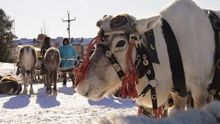 День оленевода в Югре