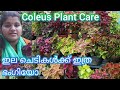 Coleus Plant Care & Collections ! ഗാർഡൻ കളർഫുൾ ആക്കും  ഇലച്ചെടികൾ !