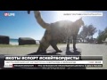 Австралиец научил кота кататься на скейтборде