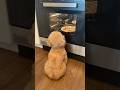 ピッツァを眺めていたので、犬用ピッツァを作りました!#dog #cutedog