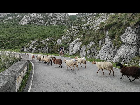 Wideo: Sprawdź Lagos de Covadonga Strava KOM . Thibauta Pinota