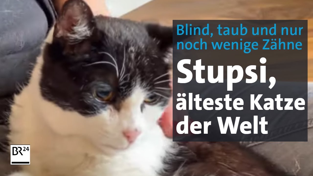 Wie Alt Ist Die älteste Katze Der Welt Geworden Stupsi, die älteste Katze der Welt – wohnhaft in Altötting | Abendschau