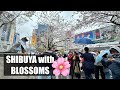 Shibuya’s Hachiko with Cherry Blossoms