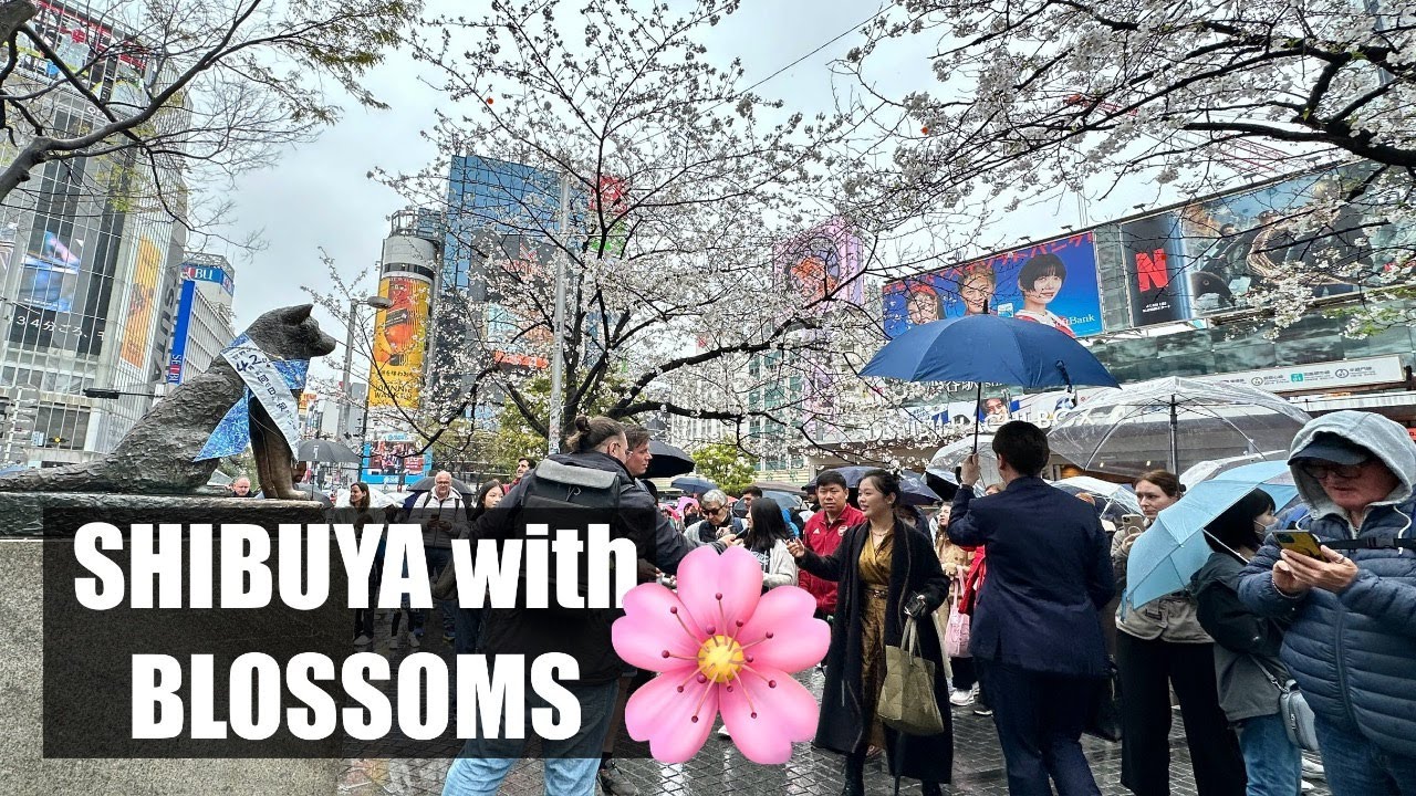 Shibuya's Hachiko with Cherry Blossoms - YouTube