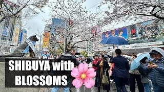 Shibuya’s Hachiko with Cherry Blossoms