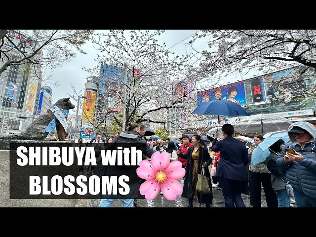 Shibuya's Hachiko with Cherry Blossoms - YouTube