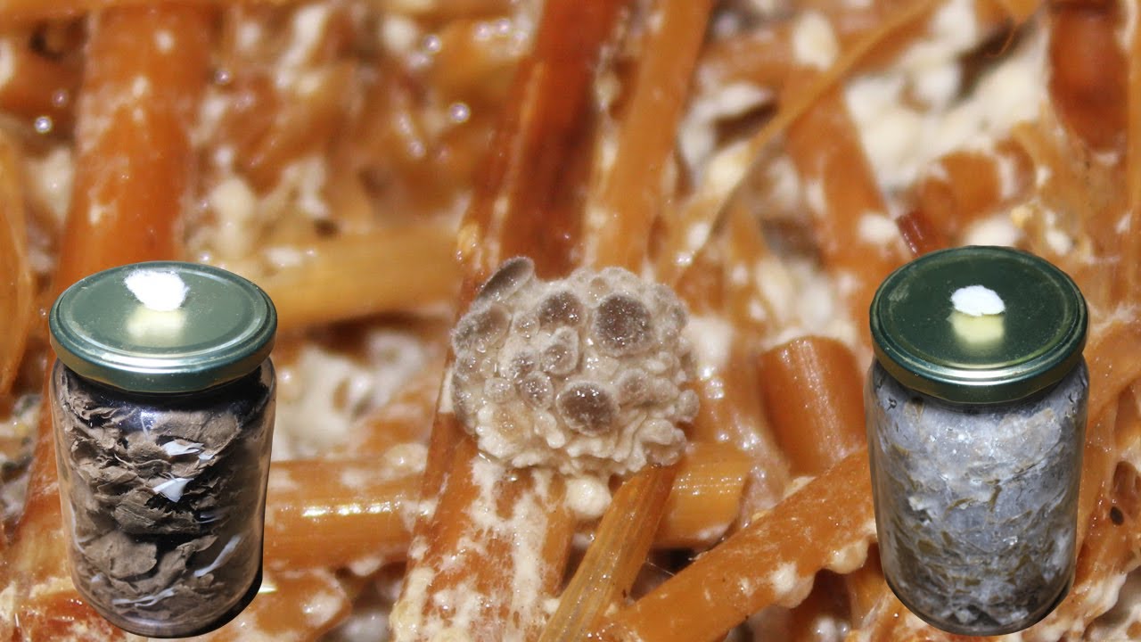 Как выглядит мицелий устрицы, который мы вырастили на картоне