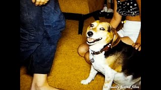 Vintage 1960s-1970s teenagers kids & dog model pose wearing funny wig 8mm home movie clip hair