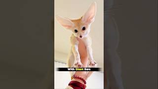 The World’s Smallest Fox Is Actually Real🦊 #fox #animals #shorts