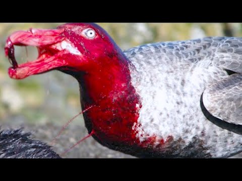 The Deadliest Bird On The Planet