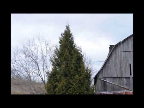 Large Old Arborvitae  This is a  Huge  Elegantissima  Arborvitae In Bradford County Pa