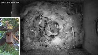 2023-05-30 day archive chickadees 13 days old