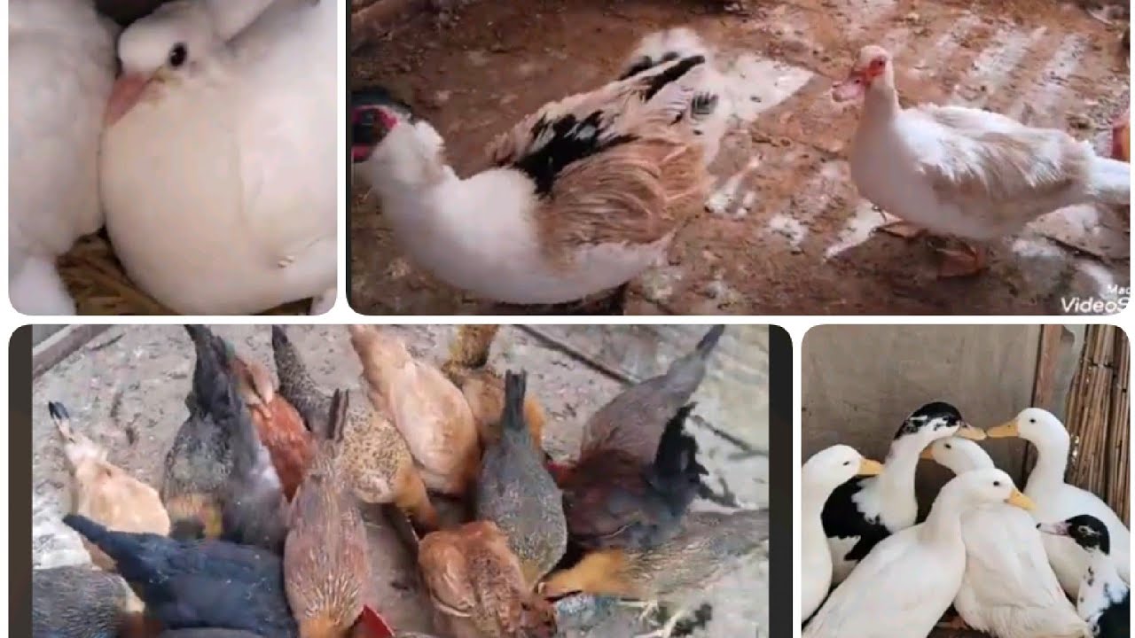 روتين سريع عند الطيور واخر إضافة للبط قبل الدبح