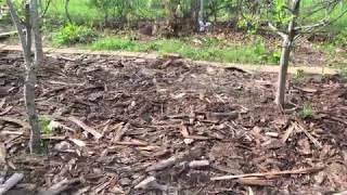 Using Bark Mulch: Building Forest Floor & Improving Soil Quality