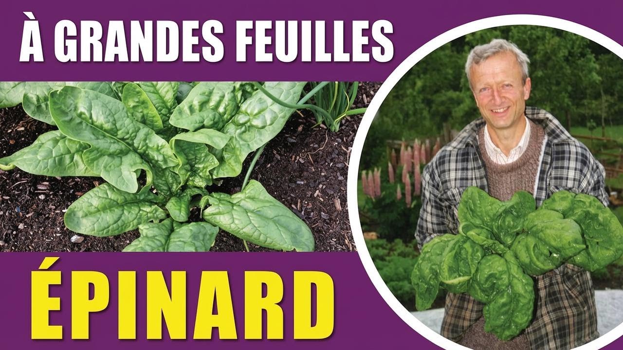 Comment réussir la culture des épinards : semis, variétés et méthode sans labour