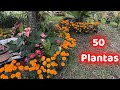 50 PLANTAS COLORIDAS PARA ADORNAR NUESTRO JARDIN || HUERTO CITADINO