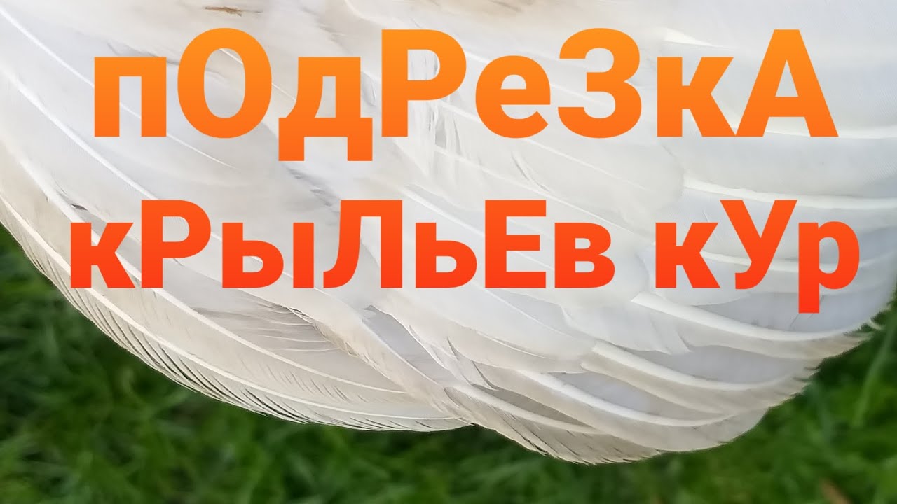 Как подрезать курам крылья чтобы не летали. Подрезка крыльев курам. Подрезать Крылья курам. Обрезка крыльев у кур. Как подрезать курам Крылья чтобы не летали через забор.