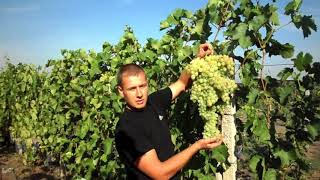 Найбільше гроно винограду в Україні (Панченко) 2017