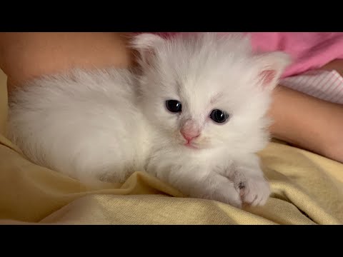 COZY'NİN DOĞUMU/1 AYLIQ BAXIM MÜDDƏTİ😻