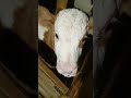 Как назвать малышку?♥🐮