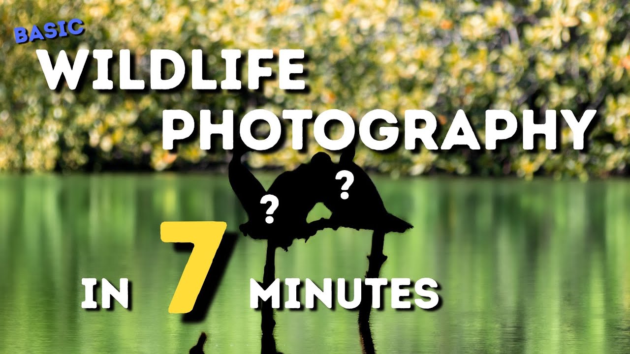 Basic Wildlife Photography in 7 minutes