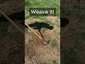 From Weeds to Green Lawn 🌱 (Lawn Lettuce Removal Begins)