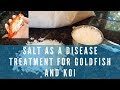 Using Salt As A Disease Treatment For Koi And Goldfish