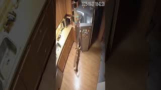 Baby Is Climbing With Fridge Door Fridge Going To Fell On Baby But Dog Save