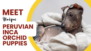 Peruvian Inca Orchid Puppies: A Guide to this Ancient Breed!