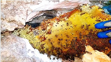 Hai Anh Em Bất Ngờ Đánh Được 2 Tổ Ong Mật Lớn Trong Hang Đá