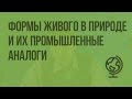 Формы живого в природе и их промышленные аналоги. Видеоурок по биологии 11 класс