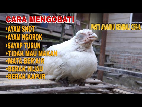 CARA AMPUH MENGOBATI AYAM SAKIT SNOT/PILEK, NGOROK, AYAM LESU, SAYAP TURUN || 100% langsung sembuh