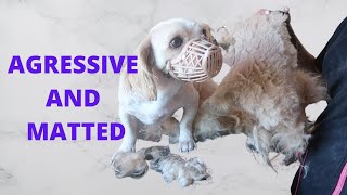 SHAVING A MATTED AND AGRESSIVE DOG | RURAL DOG GROOMING