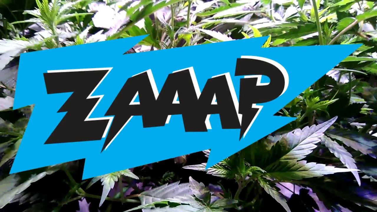 Marijuana and SUITE LEAF PLANT NUTRIENTS MEDICINAL GARDEN A LOOK AT TRIPZ 88'S INDOOR