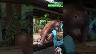chimpanze||@echoofecology #viral #shortvideo #funny #viralvideo #animals #reels #foryou #fyp