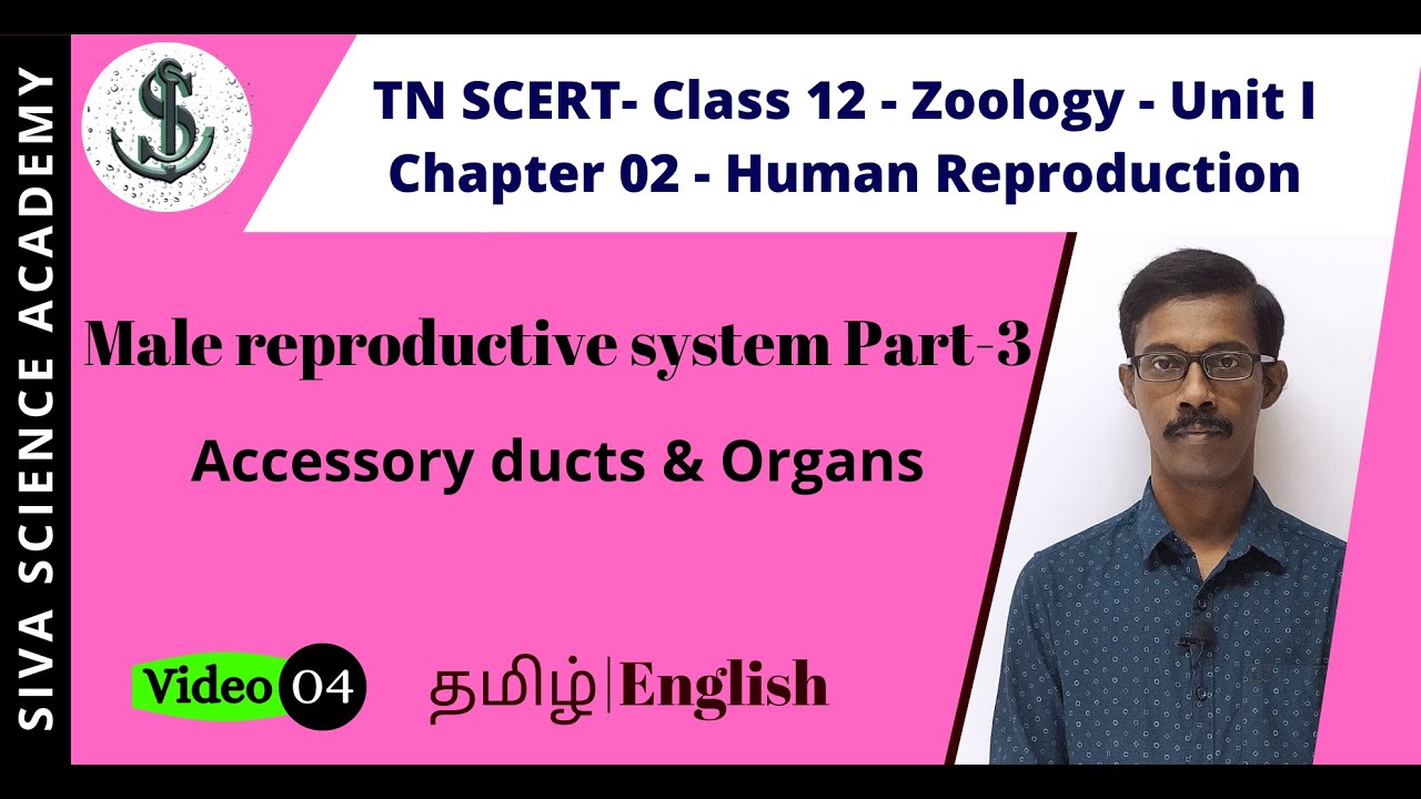 04. Male Reproductive system Part 3 Accessory ducts & Organs