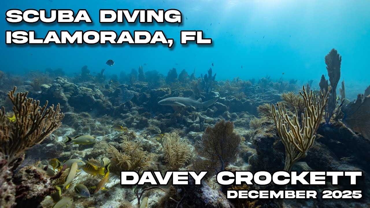 Diving Davey Crockett in Islamorada, Florida (Florida Keys) | December 30 2025 | 4k Video