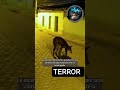 #fantasmas #paranormal #terrorymisterio #misteryworld #horror #relatosbizarros #historias #aterrador